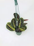 Red Prayer Plant - Maranta - Easy to Grow House Plant - 4