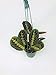 Red Prayer Plant - Maranta - Easy to Grow House Plant - 4" Hanging pot -/from jmbamboo