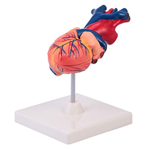 UKCOCO Modelo MÃ©dico Do CoraÃ§Ã£o 1: 1 Modelo Do CoraÃ§Ã£o Humano Mostra Estruturas AnatÃ´micas Int