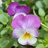 stiefmütterchen winterhart - steingarten hochbeet Balkon 350samen