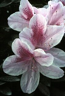 Miniatura 7 de 10 semillas de flores de arbusto Cumberlandense ROJO Cumberland Azalea Rhododendron Cumberlandense