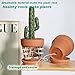 vensovo 6 Inch Terracotta & Clay Pots for Plant with Saucer - 4 Pack Medium Terra Cotta Planter with Drainage Hole, Flowerpot for Indoor Outdoor Plants, Crafts, Wedding Favor