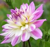 Votaniki Dahlia Ferncliff Illusion - Perennials, Large Blooms, Decorative Dahlia 'Ferncliff Illusion' Tuber for Palnting | Summer/Fall Flower, Easy to Grow (1 Pack)