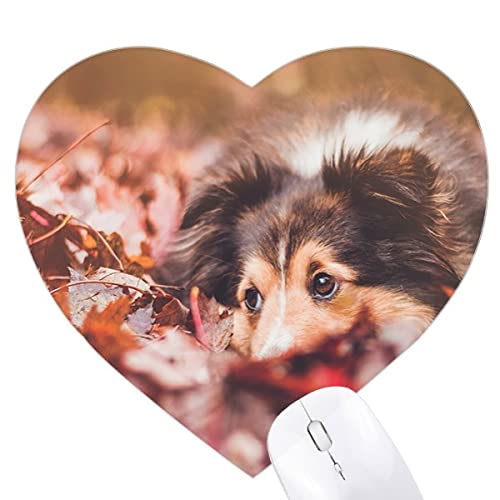 ybgƓ̗t̎ʐ^ n[g^}EXpbhSpbh