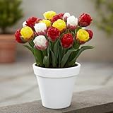 DUTCH BULBS EXCLUSIVE PLANTS FROM HOLLAND
