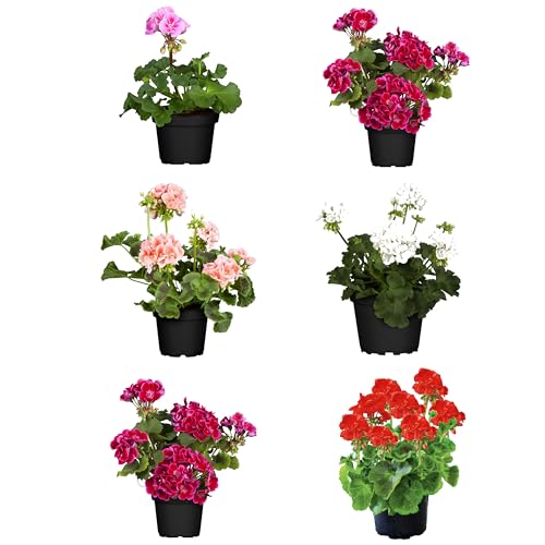 Pack de 6 Geranios Naturales Flores de Exterior Perfectas para Jardines y Terrazas