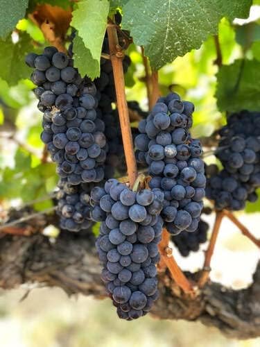 Pinot Noir Grape Vine - 1 Bare Root Live Plant