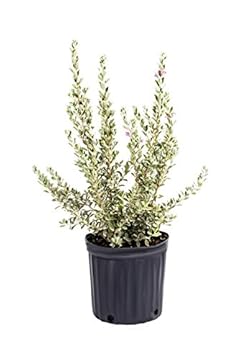 best plants for texas heat