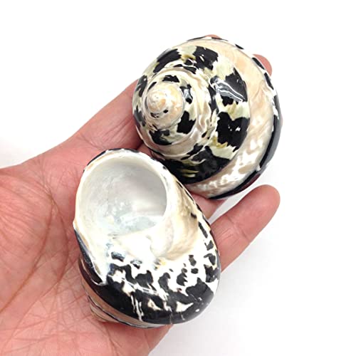 Image of PEPPERLONELY 2 PC Polished Black Banded Arapica Turbo Sea Shell, Magpie Turbo Sea Shell, Hermit Crab Sea Shells, 2 Inch ~ 2-1 /2 Inch