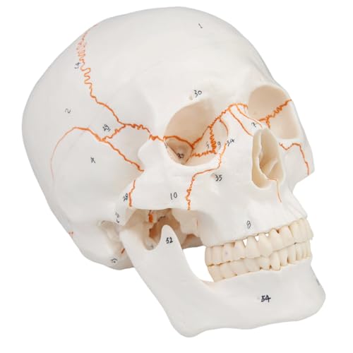 Image of Human Skull Life Size Number Anatomical Model 3 Parts and Painted Sutures 55 Label | 1:1 Full Size,Medical Students and Science Education,Anatomy Study Course,Realistic Skull Model