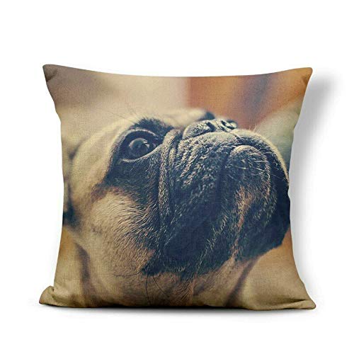 Ashome Cute Boxer Dog Throw Pillows French Bulldog Cushion Cases Schnauzer Red Collar,45 x 45 cm,19