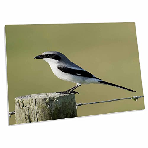 3dRose Loggerhead Shrike Adult, Celery Fields, Sarasota, Desk Pad Place Mat