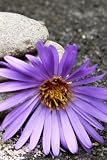 Flower and Stones: 100 College Line Pages - 6' x 9' - Planner, Journal, Notebook, Composition Book, Diary for Women, Men, Teens, and Children