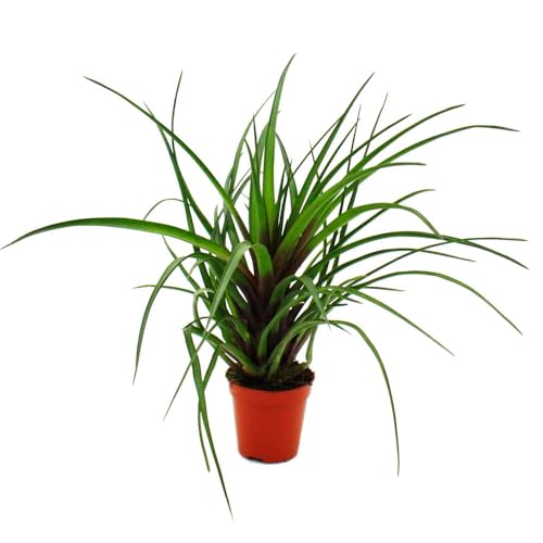 Lot de 4 mini broméliacées Nature's Touch en pot de 5,5 cm pour déco - 8