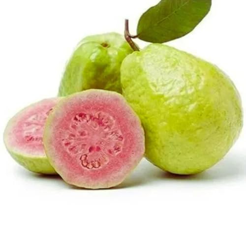 Muda De Goiaba Tailandesa Para Produzir