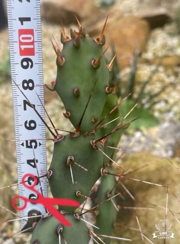 オプンチア マクロケントラ カット苗 レア！ 人気種 お得な2パット 耐寒性あり！