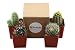 Shop Succulents Pack of Assorted 2.5" Cactus (4)