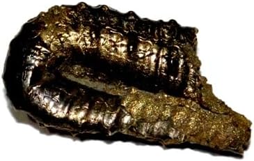 protanisoceras alternotuberculatum Ammonite Fossil (Fossils) AD115