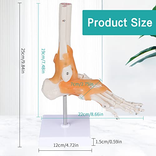 Image of Anatomical Foot Model with Ligaments - Life Size Ankle Joint Model Foot Model with Ligaments for Medical Teaching