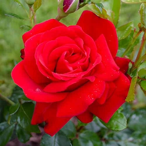 Rot Rosen pflanzen (1 Duftende Pflanze), große winterhart mehrjährig Stauden, Pflanzen aus Holland für Garten und Topf (kein Samen, blumenzwiebeln und nicht künstlich)