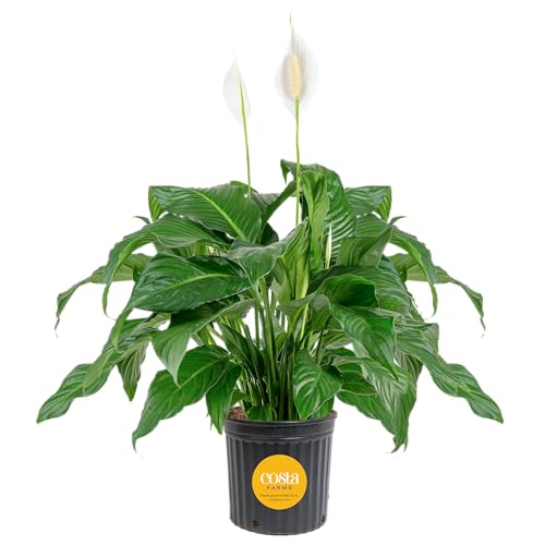 Costa Farms Peace Lily Extra Large Live Plant in Plastic