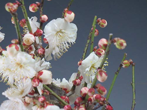 Amazon｜盆栽 梅 樹齢80年生 花芽付き！八重野梅（太幹）【現品】2022