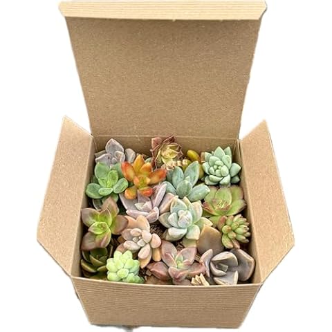 Fat Plants San Diego Miniature Rosette Succulent Cuttings (15) Cover