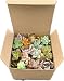Fat Plants San Diego Miniature Rosette Succulent Cuttings (15)