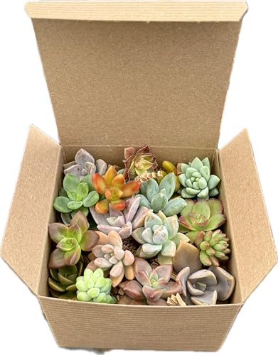 Fat Plants San Diego Miniature Rosette Succulent...