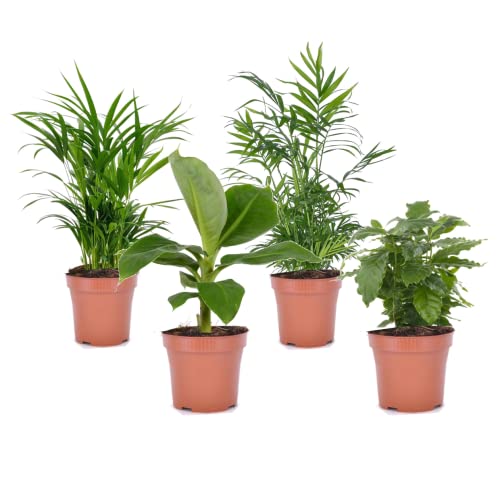 Plant in a Box - 4er Mix Trendy Zimmerpflanzen - Topf 12cm - Höhe 25-40cm - Pflegeleicht - Grünpflanzen - Kaffeepflanze - Palme - Bananenpflanze Cover