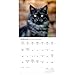 Carousel Calendars, Love of Cats 2026 Wall Calendar, 12'' X 12'', 16-Month Calendar with Stapled Binding
