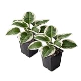 Hosta (2 Pack) - Patriot, Live Shade Perennial, 10" Tall by 4" Wide in 1 Qt Pot