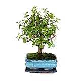 Exotenherz - Bonsai - Portulacaria afra - Jadebaum - Afrikanischer Elefantenbaum - ca. 4-5 Jahre - Kugelform