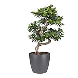 Standort: Halbschatten Bonsai von Botanicly – Bonsai in anthrazitfarbenem Übertopf als Set – Höhe: 60 cm – Ficus Gin Seng