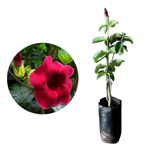 Genérico, Muda de Alamanda Vermelha 20 a 40cm AMK - Plantas Online