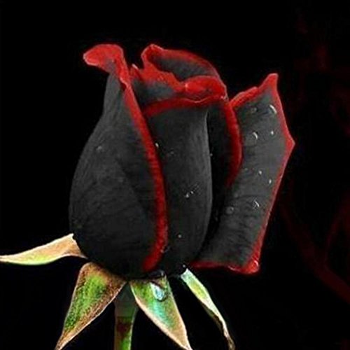 100 semillas / Paquete raro increíblemente hermoso Negro flor de la rosa...