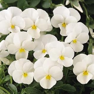 Viola Sorbet XP White (Coconut) 250 Seeds
