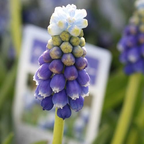 [World Fantasy Garden] 球根 ムスカリ タッチオブスノー 4球セット 【メール便でお届け】 Muscari Touch of Snow 秋植え球根 植えっぱなし 2025BUのサムネイル