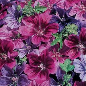 Outsidepride Merlin French Hollyhock Seeds - 50 Pcs Perennial Violet, Purple, Mauve, & Blue Heirloom, Long-Blooming Flower Seeds with Semi-Double Blooms for Cottage Gardens & Cut Flowers