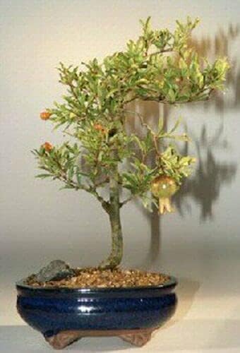 Dwarf Pomegranate Bonsai Tree 5 y. Old Flowering & Fruiting Indoor