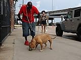pitbull rapper songs  Der Unfall