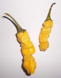 Samenchilishop