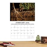 Xijobido Calendario De Pared 12 Meses | Ilustraciones De Animales En Inglés | Calendario De Pared Con 12 Meses | para Aula Comedor Sala Dormitorio Estudio Adultos Niños