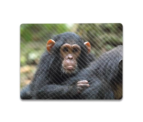 Image of MightySkins Carbon Fiber Skin Compatible with Microsoft Surface Laptop Go 3 (2023) Full Wrap Kit - Baby Chimp | Protective, Durable Textured Carbon Fiber Finish | Made in The USA