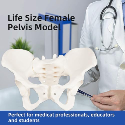Image of Life Size Female Pelvis Model, Demonstrate with Motion, Flexible Female Anatomy Model, Hip Bone Pelvic Anatomical Model for Science Education Midwife in Obstetrics, Gynecology & Patent Communication