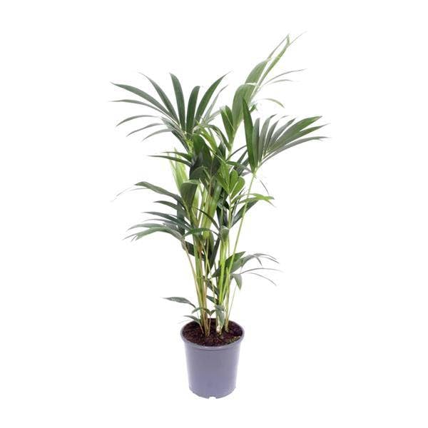 Kentia-Palme - Howea Forsteriana - Zimmerpflanze - Ø17cm - 75cm