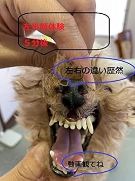 Amazon イオン犬はみがき 口臭 汚れ 歯石除去 塗るだけ簡単に犬嫌がらない Edog Meister 歯磨き粉 通販