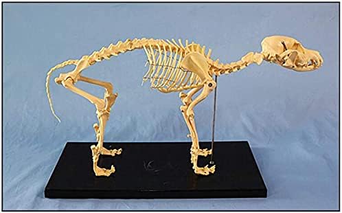完全送料無料 スケルトンモデル 犬のスケルトン犬の骨格標本モデル犬動物解剖学的ティーチングモデル Zsefv Avmschools Ac In
