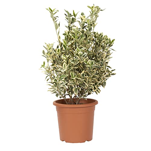 Kentis - Euonymus Japonicus Bravo - Evonimo - Piante Da Esterno Da Siepe - Pianta Vera Resistente - H 60-80 Cm Vaso Da Coltura Ø 24 Cm