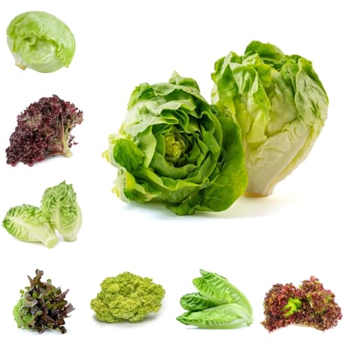 Lattuga a foglia larga - semi di lattuga rare varietà di antichi sostenibili semi biologici, varietà antiche da giardino resistenti per gli amanti del 500pcs